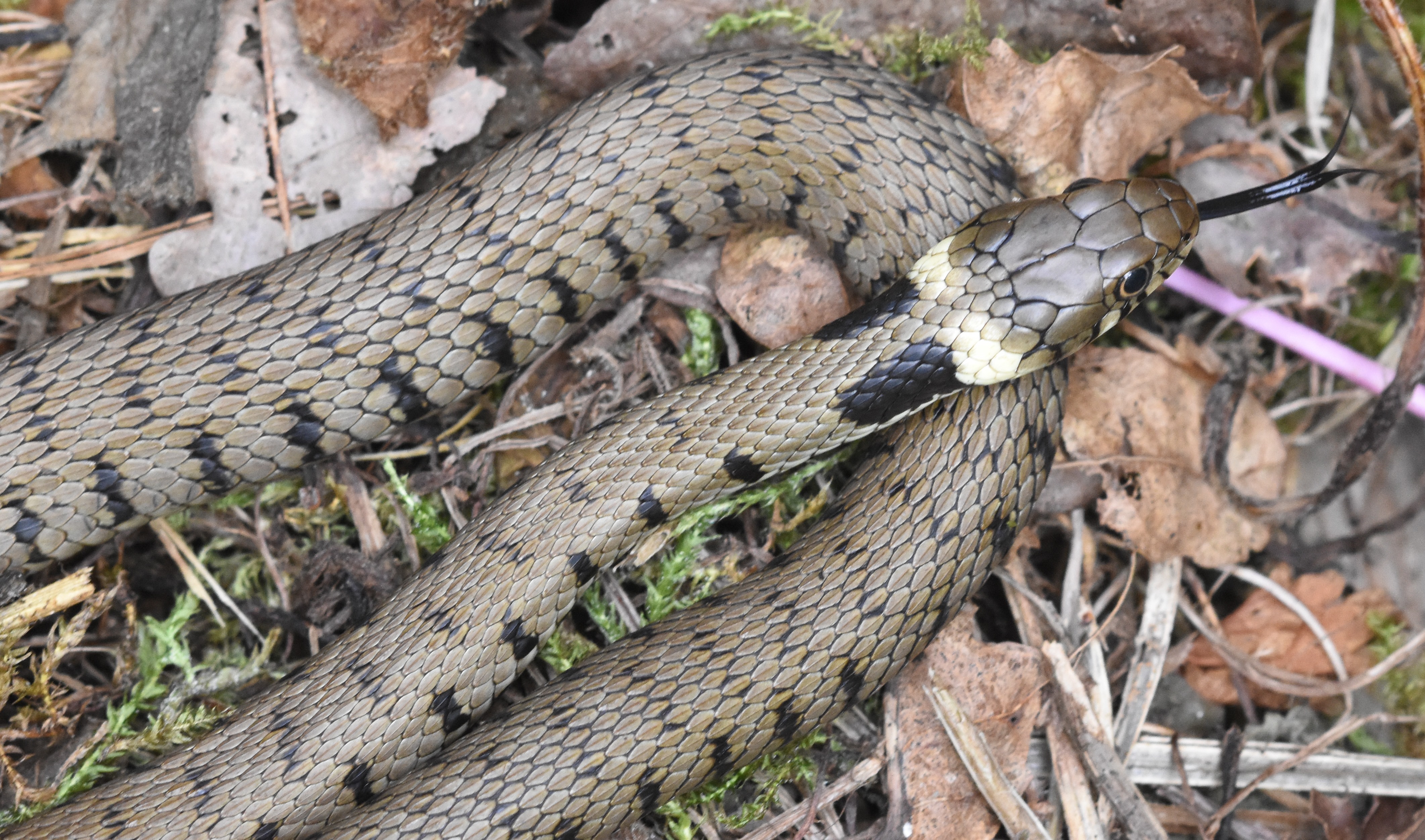Grass snake found in the Bird Sanctuary (c) Duncan Chapman