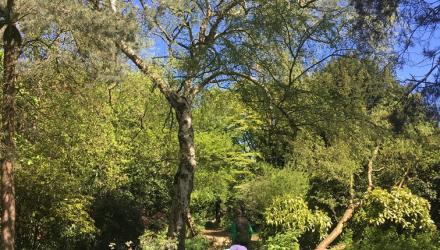 whitestone garden
